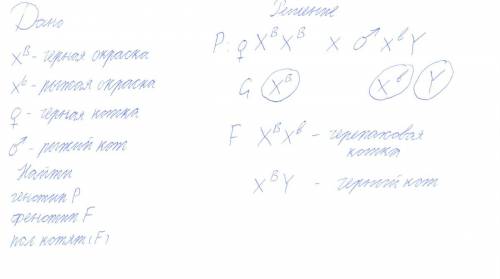 Гены окраски шерсти кошек расположены в x-хромосоме. чёрная окраска определяется геном xb, рыжая – г