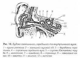 Схему будови слухового аналізатора як можна скласти