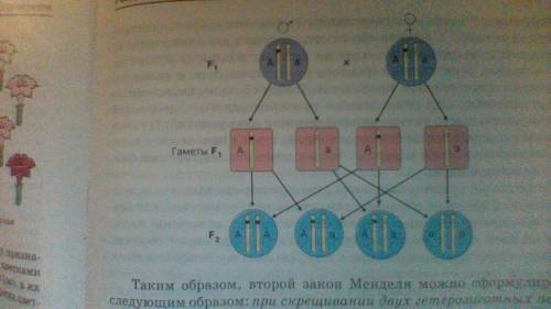 Обьясните мне понятным языком 3 закон менделя это дигибридное скрещивание, что такое 3: 1, как решат