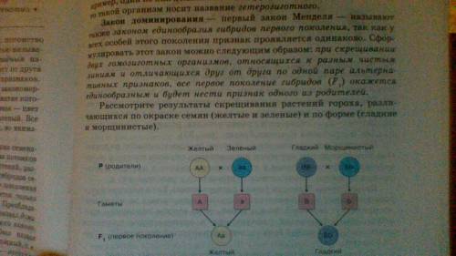 Обьясните мне понятным языком 3 закон менделя это дигибридное скрещивание, что такое 3: 1, как решат