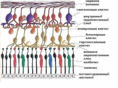 Які рецептори визначають колір предметів?