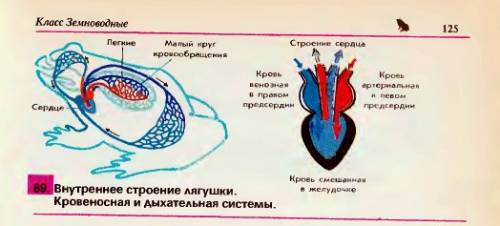 Нарисуйте схему строения сердца лягушки