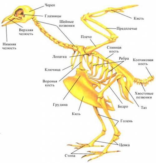 Лабораторная работа № 9тема. строение скелета птицы.цель. изучить особенности строения скелета птиц.