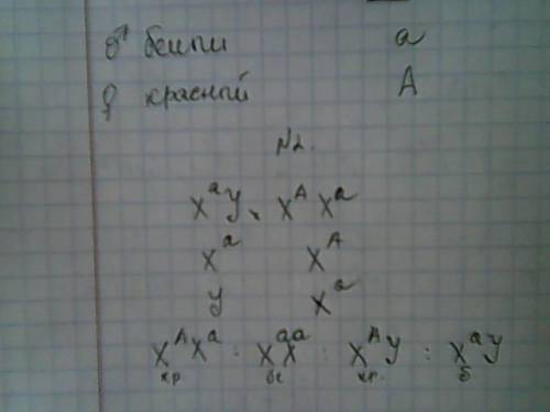 1) у человека имеется два вида слепоты, определяющиеся разными рецессивными генами. какова вероятнос