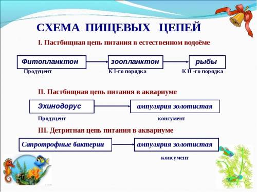 Составление схем пищевых цепей и переноса энергии в экосистеме