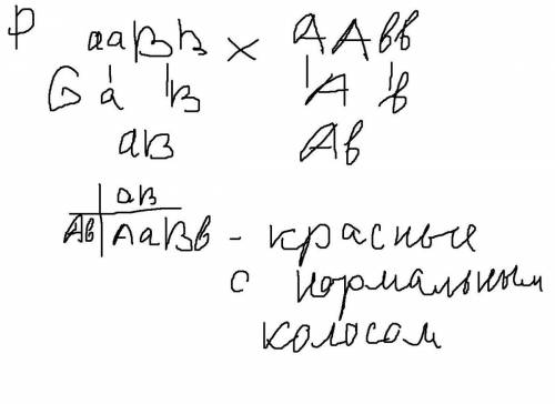 скрещивания зеленых растений ржи с нормальным колоском и красных растений с ветвистым колоском в пер