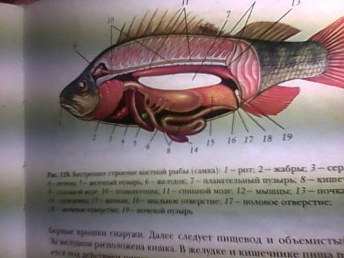 На рисунке цветными карандашами раскрасьте органы пищеварительной системы рыбы и подпишите их назван