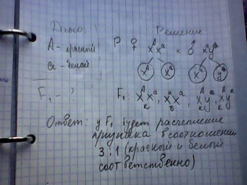 Удрозофилы доминантный ген красной окраски глаз и рецессивный ген белой окраски глаз находятся в х-х