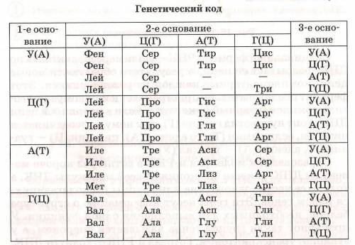 Правилом перевода последовательности нуклеотидов в нуклеиновой кислоте в аминокислотную последовател