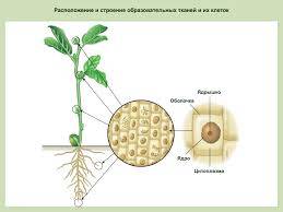 Строение клетки образовательной ткани. где в организме они находятся?