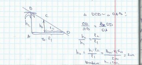 Пальма высотой h1= 8,0 м отбрасывает тень длиной l1 = 2,0 м. найдите высоту h2 растущего рядом бамбу