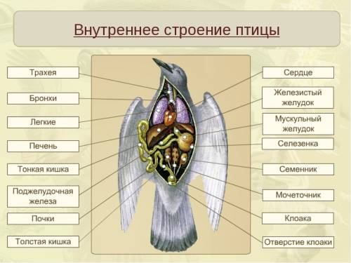 При птиц к полёту.предложений 4-5.