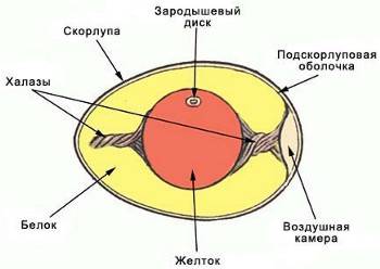 Размножение и развитие птиц. развитие яйца и зародыша.