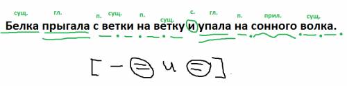 1.сделайте синтаксический разбор предложения. белка прыгала с ветки на ветку и упала на сонного волк