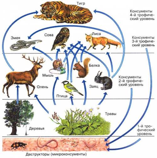 Детритная пищевая цепь на примере животных пустыни, тундры, озера, широколиственных лесов