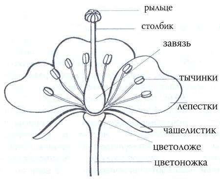 Строение цветковых растений размножения растений. связи живого и неживого. пищевые цепи.почему перв