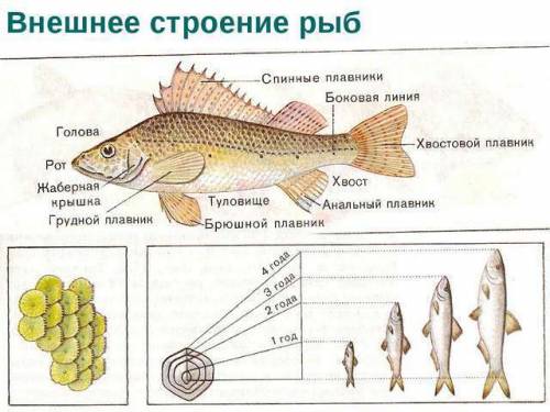 Среда обитания и особенности внешнего строения рыб. при внешнего строения рыб к среде обитания