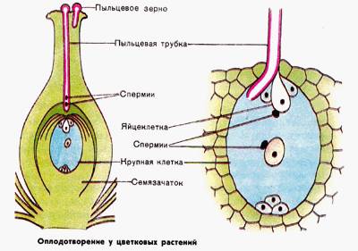 Сделайте подписи к схеме двойного оплодотворения цветкового растения.