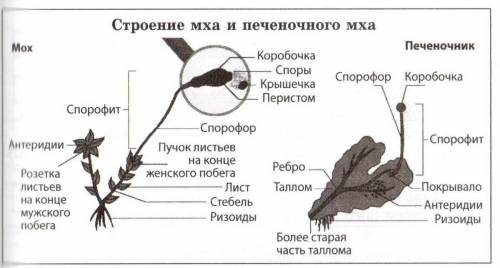 Голосеменные, покрытосеменные, папоротники, хвощи, плауны, грибы, мхи, лишайники размножения, что из