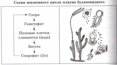 Голосеменные, покрытосеменные, папоротники, хвощи, плауны, грибы, мхи, лишайники размножения, что из