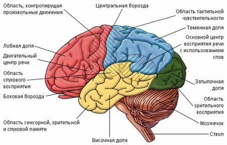 Вголовном мозге человека в отличии головного мозга млекопитающих животных имеются центры.какие центр