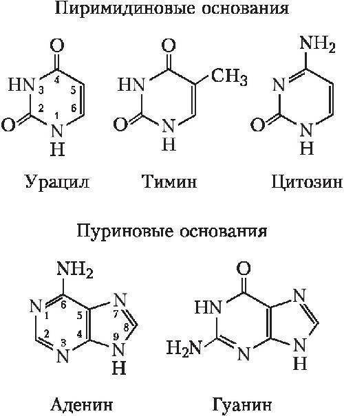 Какие азотистые основания входят в состав нуклеотидов днк и рнк