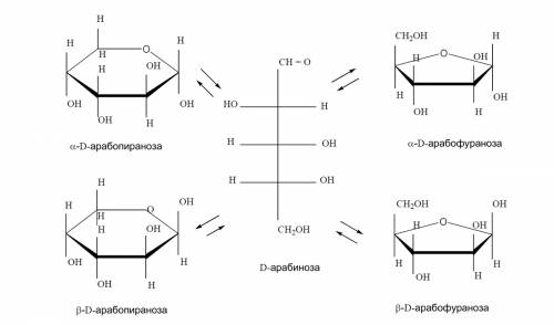 Написать схему образования таутомерных форм d-арабинозы, и назвать каждую из 4-х таутомерных форм.