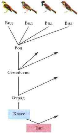 Напишите основные систематические виды животных!