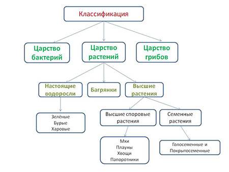 Cоставьте классификацию растительного мира.