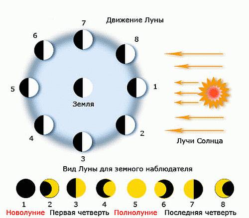 Нарисовать как меняеся вид луны в течение месяца. начало наблюдения. через неделю. через две недели.