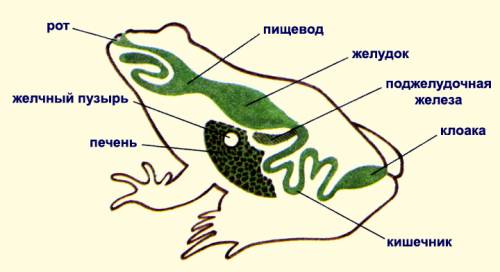 Что входит во внутреннюю систему лягушки