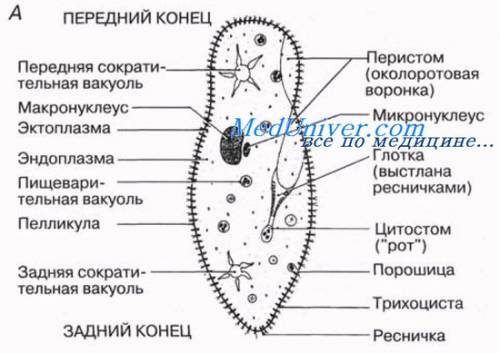 Какя передняя часть инфузории туфильки