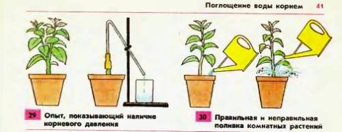 )назовите краткую характеристику поглощения воды корнями: