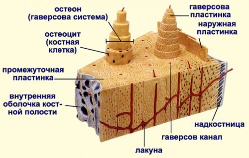 Представьте как будет выглядеть поперечный срез кости