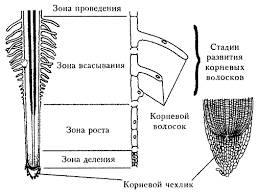 Схематично изобразите и подпишите зоны корня