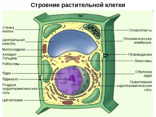 Рисунок клетки растения рисунок клетки животного какие органоиды присущи растительной клетки и живот