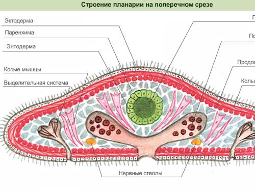 Скажите стороение плоских круглых и кольчатых червей надо