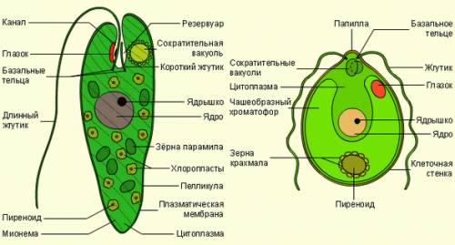 Есть ли хлоропласты у одноклеточных водорослей?