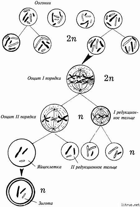 Сколько яйцеклеток образуется из 1 ооциты первого порядка?