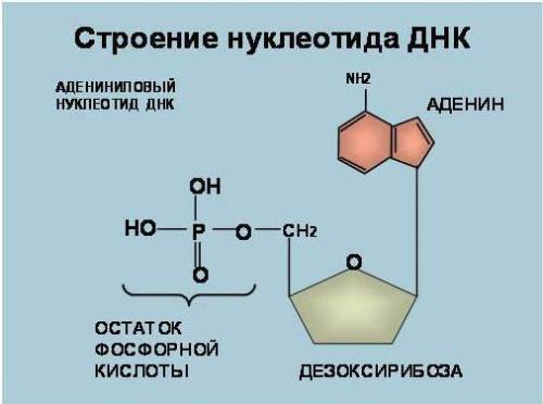 Особенности строения молекулы днк и рнк (кратко)