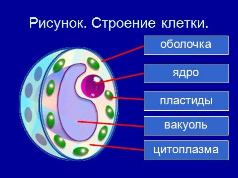 Строение клетки растений. 0-0 найти не , ну ?