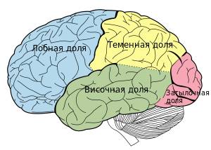 Где находятся большие полушария головного мозга