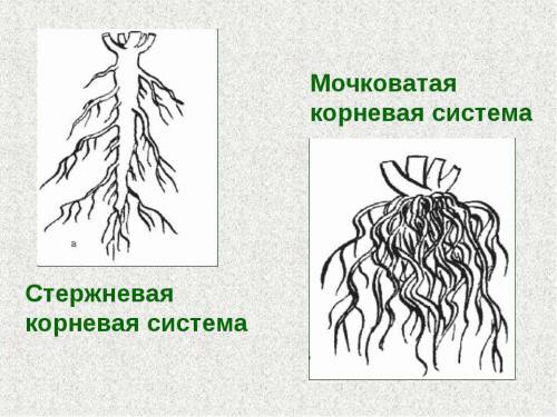 Напишите у каких растений а)стержневая система б)мочковатая корневая система напишите, мне ; )