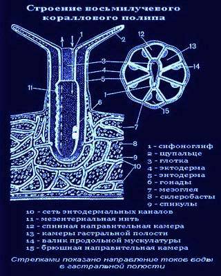 Внешние строение кораллы? с ответом