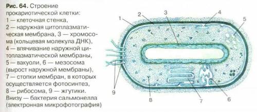 Почему нельзя считать ядро обязательным компонентом клеток организмов (5 класс)