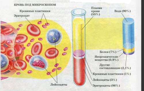 Особенности строения и функции крови?