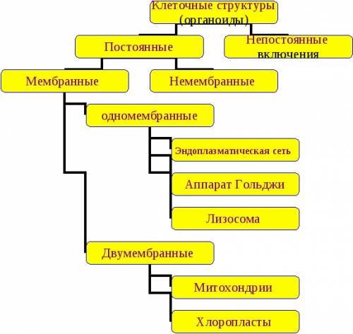 Характеристика клеточных органоидов таблица жду