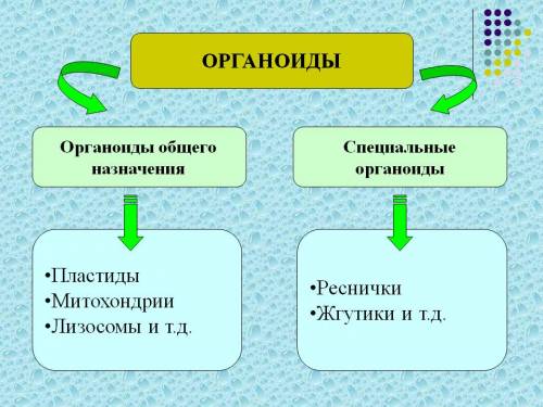 Характеристика клеточных органоидов таблица жду