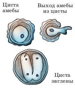 Вкакой момент амеба обыкновенная превращается в цисту. а)перед делением. б)перед накоплением питател