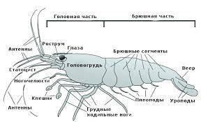 Можно схему строения краба ( где у него головогрудь или голова и грудь, где брюшко)